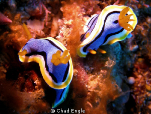 A colorful pair of nudi's. by Chad Engle 